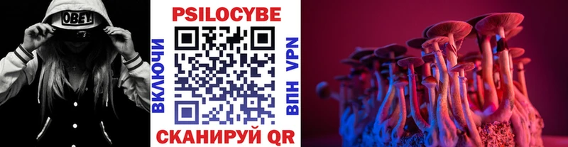 где купить наркоту  Партизанск  МЕГА tor  Псилоцибиновые грибы Psilocybe 